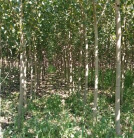 Plantacion me plepa2