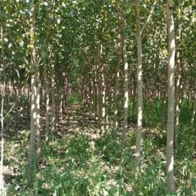 Plantacion me plepa2 Plantacion me plepa2