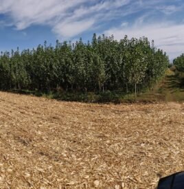 Plantacion me plepa4