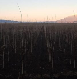 Plantacion me plepa7