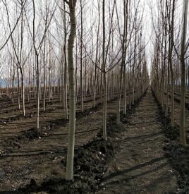 Plantacion me plepa8